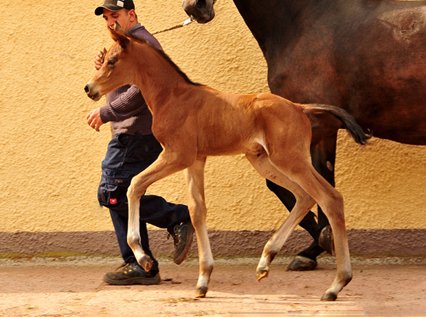 Schwalbe's Beauty - Stutfohlen von High Motion u.d. Schwalbenlicht v. Imperio - Trakehner Gestt Hmelschenburg - Beate Langels