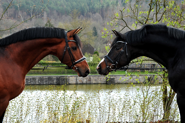 High Motion und Saint Cyr - 12. April 2021 - Foto: Beate Langels - 
Trakehner Gestt Hmelschenburg