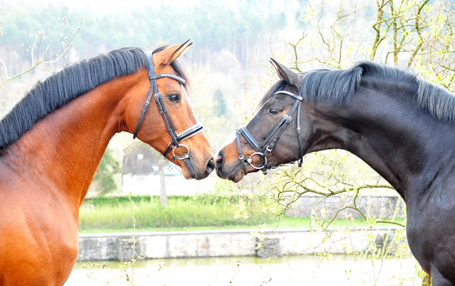 High Motion und Saint Cyr - 12. April 2021 - Foto: Beate Langels - 
Trakehner Gestt Hmelschenburg