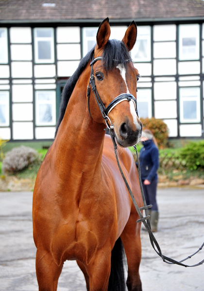 High Motion v.Saint Cyr - 12. April 2021 - Foto: Beate Langels - 
Trakehner Gestt Hmelschenburg