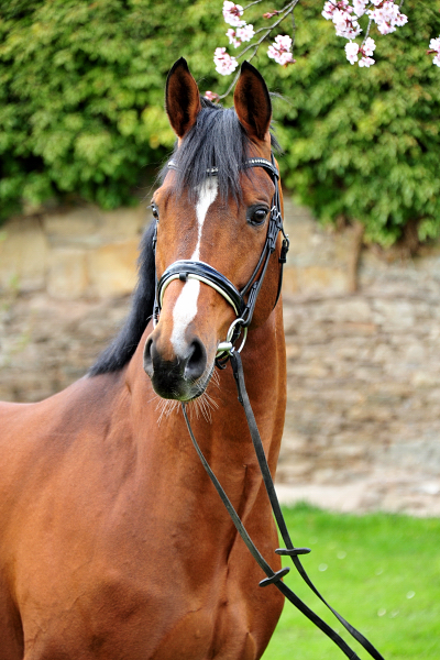 High Motion v. Saint Cyr - 12. April 2021 - Foto: Beate Langels - 
Trakehner Gestt Hmelschenburg