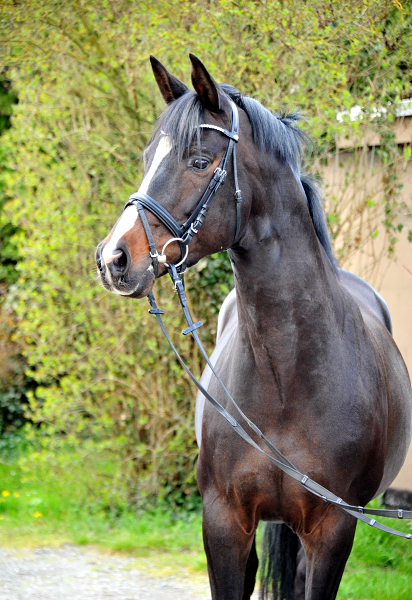 Saint Cyr - 12. April 2021 - Foto: Beate Langels - 
Trakehner Gestt Hmelschenburg