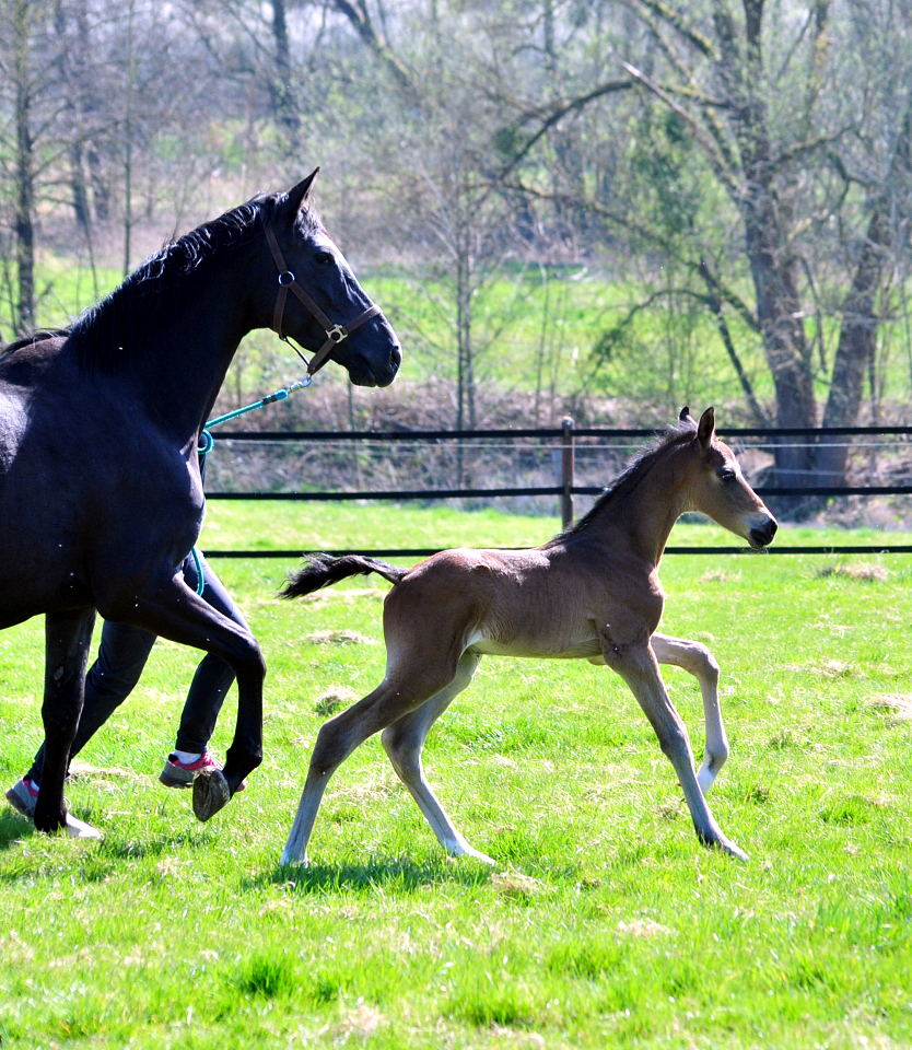 Trakehner Hengstfohlen von Shavalou u.d. Pr.A. Guccia v. Zauberkeyk - High Motion - Alter Fritz  - Gestt Hmelschenburg - Beate Langels