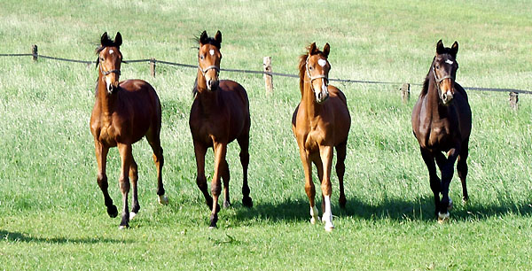 Jhrlingshengste v. Showmaster, Summertime, Freudenfest u. Kostolany - Trakehner Gestt Hmelschenburg - Foto: Beate Langels