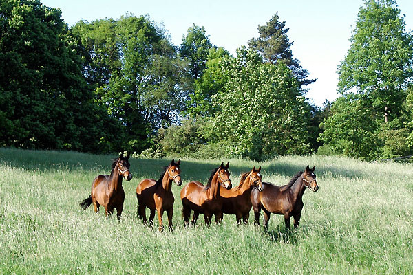 Jhrlingshengste - Trakehner Gestt Hmelschenburg - Foto: Beate Langels