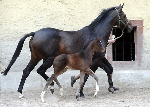 Stutfohlen von Totilas u.d. Trakehner Prmien- u. Staatsprmienstute Schwalbenfeder v. Summertime, Foto: Beate Langels, Trakehner Gestt Hmelschenburg