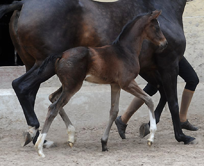 Stutfohlen von Totilas u.d. Trakehner Prmien- u. Staatsprmienstute Schwalbenfeder v. Summertime, Foto: Beate Langels, Trakehner Gestt Hmelschenburg