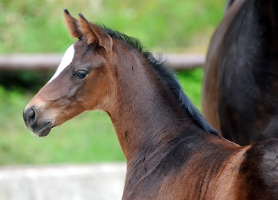 Stutfohlen von Totilas u.d. Trakehner Prmien- u. Staatsprmienstute Schwalbenfeder v. Summertime, Foto: Beate Langels, Trakehner Gestt Hmelschenburg