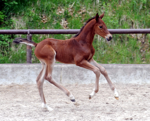 6 Tage alt: Stutfohlen von Saint Cyr u.d. Pr. u. St.Pr.St. Guendalina von Red Patrick xx