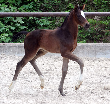 Stutfohlen von Totilas u.d. Trakehner Prmien- u. Staatsprmienstute Schwalbenfeder v. Summertime, Foto: Beate Langels, Trakehner Gestt Hmelschenburg