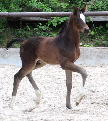 Stutfohlen von Totilas u.d. Trakehner Prmien- u. Staatsprmienstute Schwalbenfeder v. Summertime, Foto: Beate Langels, Trakehner Gestt Hmelschenburg