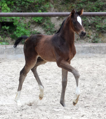 Stutfohlen von Totilas u.d. Trakehner Prmien- u. Staatsprmienstute Schwalbenfeder v. Summertime, Foto: Beate Langels, Trakehner Gestt Hmelschenburg