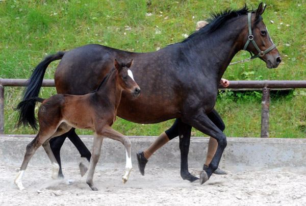 Stutfohlen von Totilas u.d. Trakehner Prmien- u. Staatsprmienstute Schwalbenfeder v. Summertime, Foto: Beate Langels, Trakehner Gestt Hmelschenburg