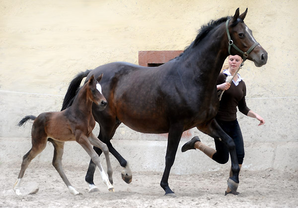 Stutfohlen von Totilas u.d. Trakehner Prmien- u. Staatsprmienstute Schwalbenfeder v. Summertime, Foto: Beate Langels, Trakehner Gestt Hmelschenburg