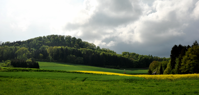 Anfang Mai 2013 -Rapsblte im Weserbergland - Trakehner Gestt Hmelschenburg - Foto: Beate Langels