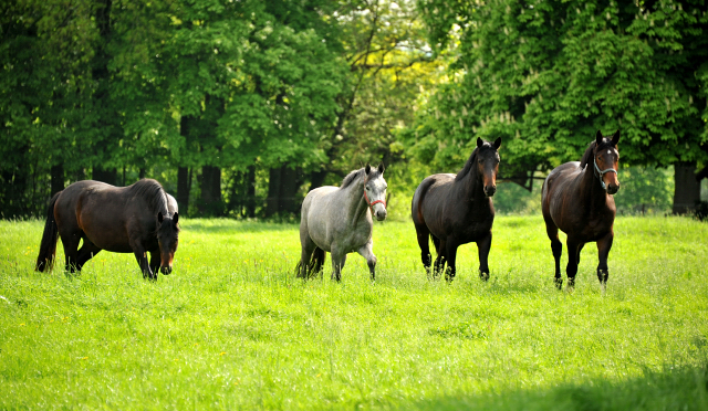Unsere zweijhrigen Hengste - Trakehner Gestt Hmelschenburg - Foto: Beate Langels