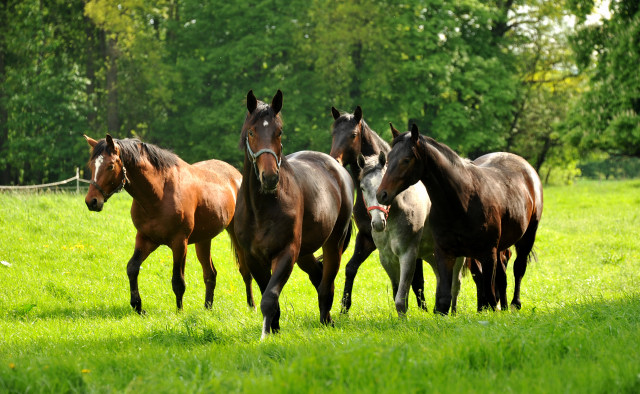 Unsere zweijhrigen Hengste v.li.n.re: v. Saint Cyr x Freudenfest, v. Exclusiv x Showmaster, v. Symont x Kostolany, v. Hofrat x Herzzauber und v. Dancier x Natiello xx - Trakehner Gestt Hmelschenburg - Foto: Beate Langels