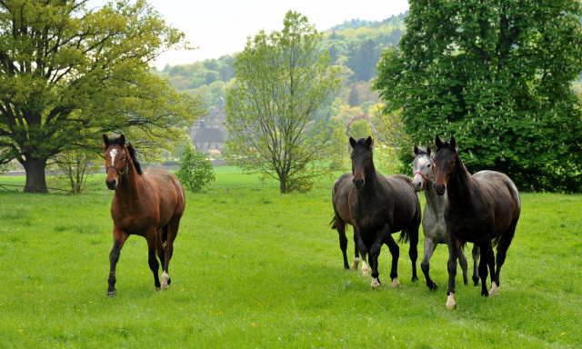 Unsere zweijhrigen Hengste - Trakehner Gestt Hmelschenburg - Foto: Beate Langels