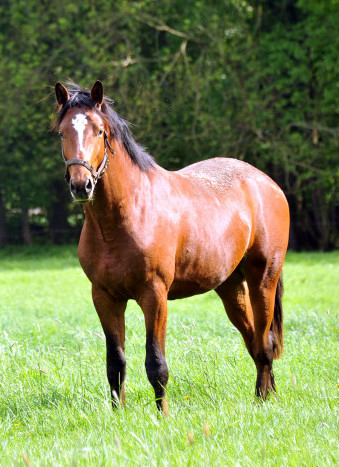2jhriger Hengst von Saint Cyr x Freudenfest - Trakehner Gestt Hmelschenburg - Foto: Beate Langels