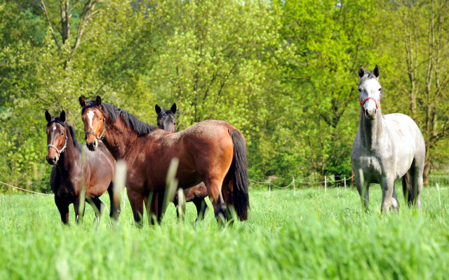 Unsere zweijhrigen Hengste - Trakehner Gestt Hmelschenburg - Foto: Beate Langels