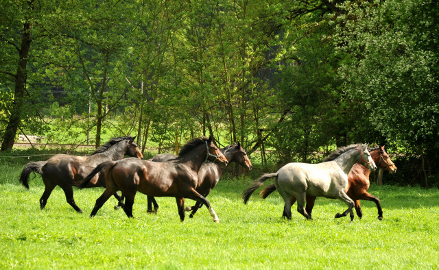 Unsere zweijhrigen Hengste - Trakehner Gestt Hmelschenburg - Foto: Beate Langels