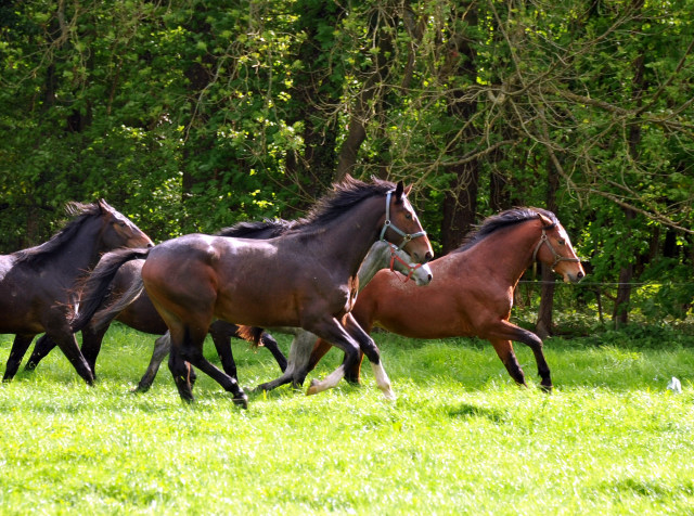 Unsere zweijhrigen Hengste - Trakehner Gestt Hmelschenburg - Foto: Beate Langels