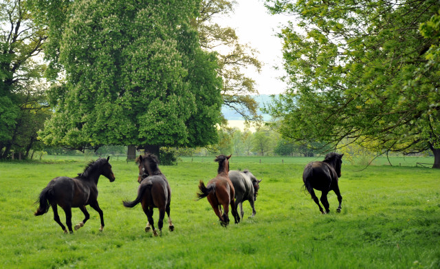 Unsere zweijhrigen Hengste - Trakehner Gestt Hmelschenburg - Foto: Beate Langels