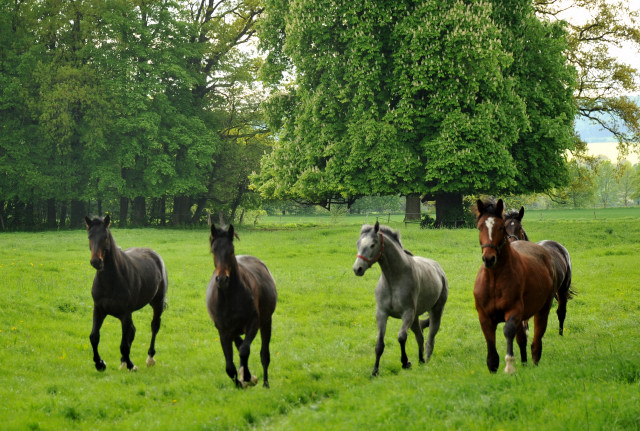 Unsere zweijhrigen Hengste - Trakehner Gestt Hmelschenburg - Foto: Beate Langels