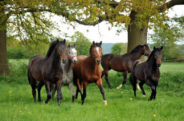 Unsere zweijhrigen Hengste - Trakehner Gestt Hmelschenburg - Foto: Beate Langels
