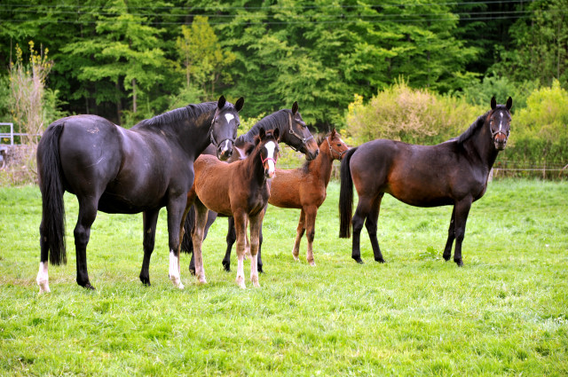 Die Hmelschenburger Stutenherde - Trakehner Gestt Hmelschenburg - Foto: Beate Langels
