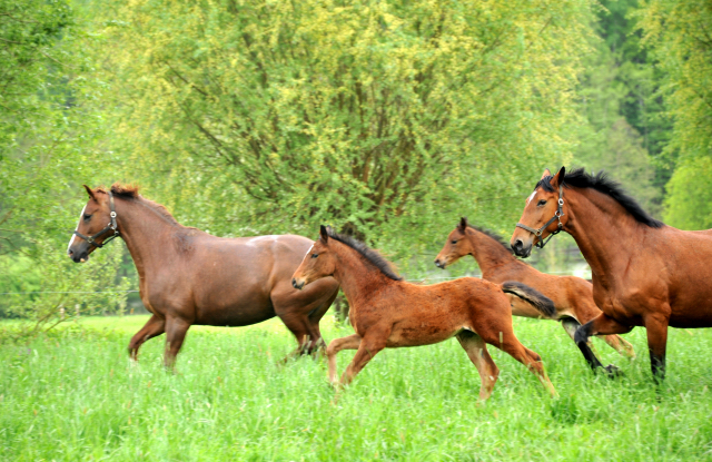 Die Freudenfest-Tchter Karena und Klassic mit ihren Stutfohlen von Oliver Twist - Trakehner Gestt Hmelschenburg - Foto: Beate Langels