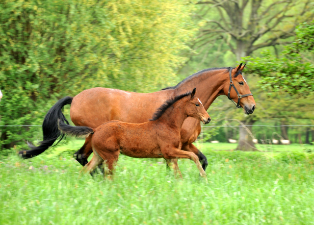 Prmienstute Karena mit ihrem Stutfohlen von Oliver Twist - Trakehner Gestt Hmelschenburg - Foto: Beate Langels