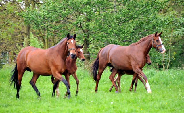 Die Freudenfest-Tchter Karena und Klassic mit ihren Stutfohlen von Oliver Twist - Trakehner Gestt Hmelschenburg - Foto: Beate Langels