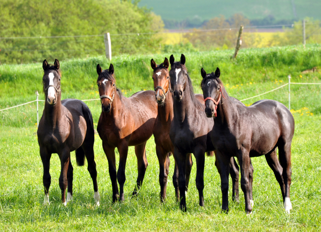 Die Gruppe unserer Jhrlingshengste -  Trakehner Gestt Hmelschenburg - Foto: Beate Langels