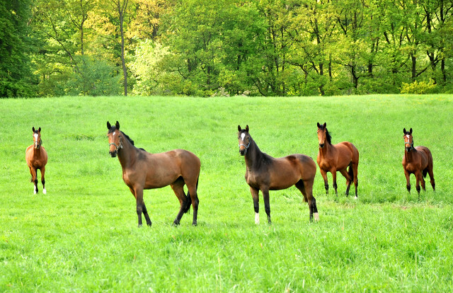 Zweijhrige Stuten v.li.n.re: Klassic Blue v. Singolo, Schwalbenlicht v. Imperio, Schwalbendiva v. Totilas, Giulietta v. Saint Cyr und die einjhrige Kamilah v. Freudenfest - Trakehner Gestt Hmelschenburg