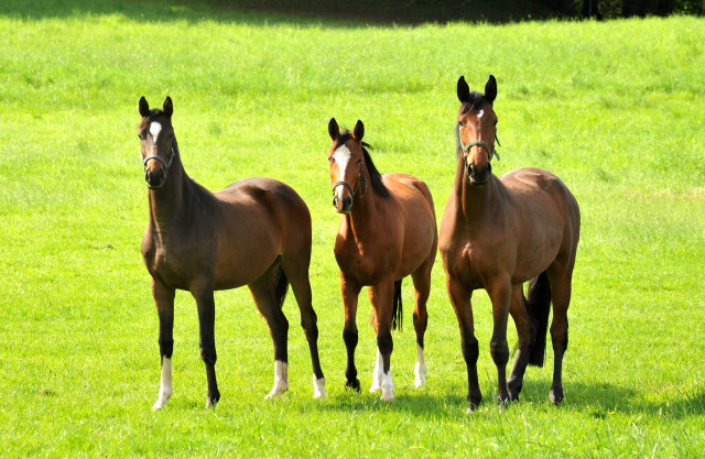 Zweijhrige Stuten v.li.n.re: Schwalbendiva v. Totilas, Klassic Blue v. Singolo und Schwalbenlicht v. Imperio - Trakehner Gestt Hmelschenburg