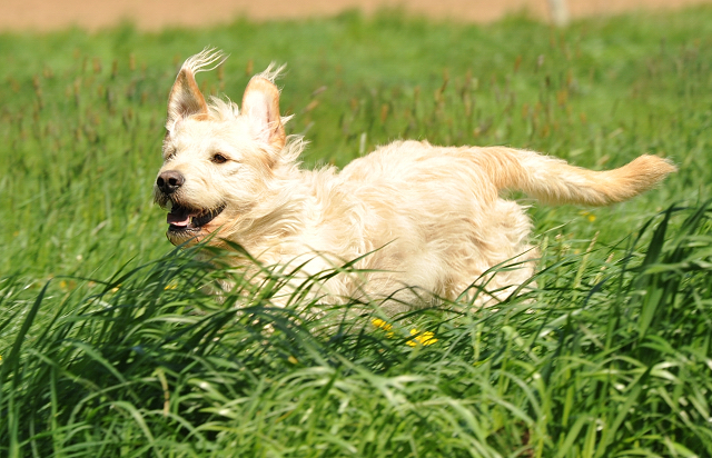 Oscar in Hmelschenburg - Anfang Mai 2015 - Foto Beate Langels - Gestt Hmelschenburg