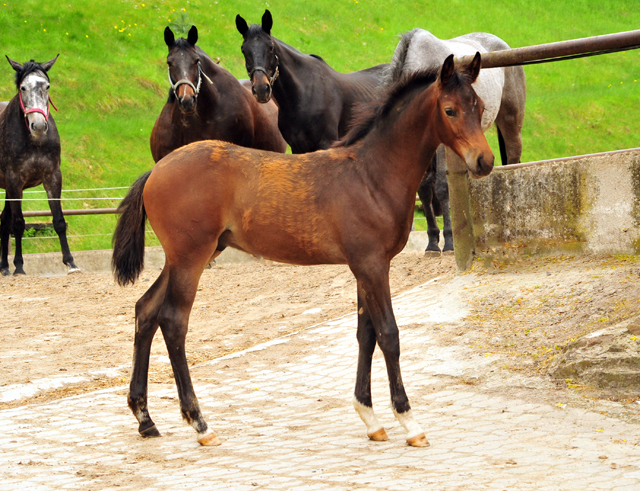 Trakehner Hengstfohlen von Freudenfest u.d. Pr.,StPr.u.Elitestute Schwalbenfeder v. Summertime - Foto: Beate Langels