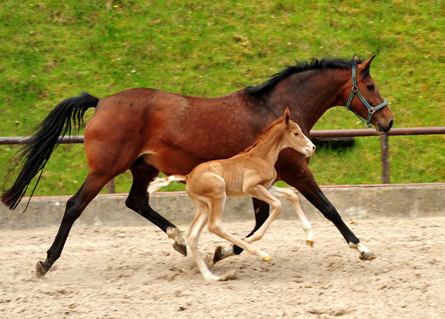 Trakehner Fuchs Hengst v. Zauberdeyk x Saint Cyr - Trakehner Gestüt Hämelschenburg - Foto: Beate Langels