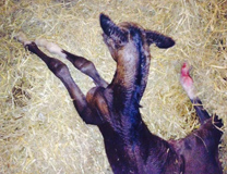 Hengstfohlen von Oliver Twist - Kostolany - Sandro