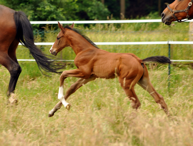 7 Tage alt - Hengstfohlen von Saint Cyr u.d. Dagmar v. Damsey - Foto: Beate Langels