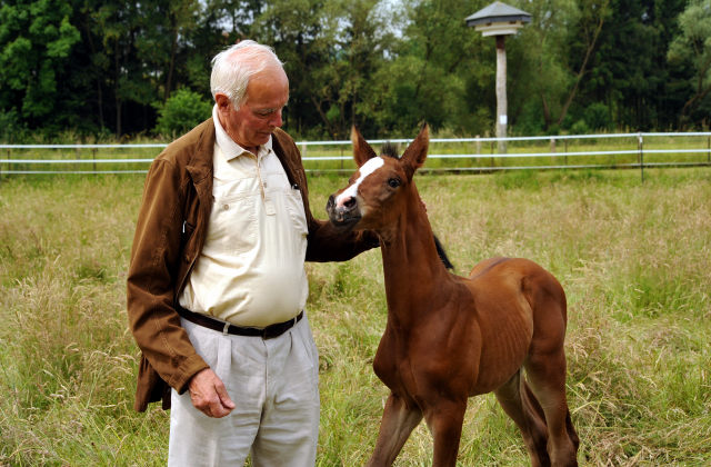 7 Tage alt - Hengstfohlen von Saint Cyr u.d. Dagmar v. Damsey - Foto: Beate Langels