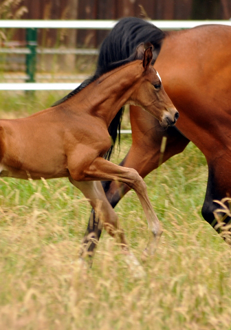 7 Tage alt - Hengstfohlen von Saint Cyr u.d. Dagmar v. Damsey - Foto: Beate Langels