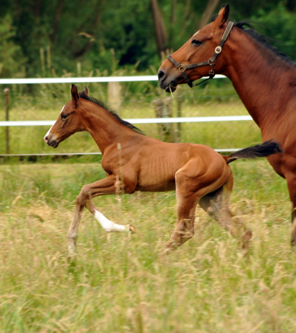 7 Tage alt - Hengstfohlen von Saint Cyr u.d. Dagmar v. Damsey - Foto: Beate Langels