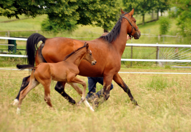 7 Tage alt - Hengstfohlen von Saint Cyr u.d. Dagmar v. Damsey - Foto: Beate Langels