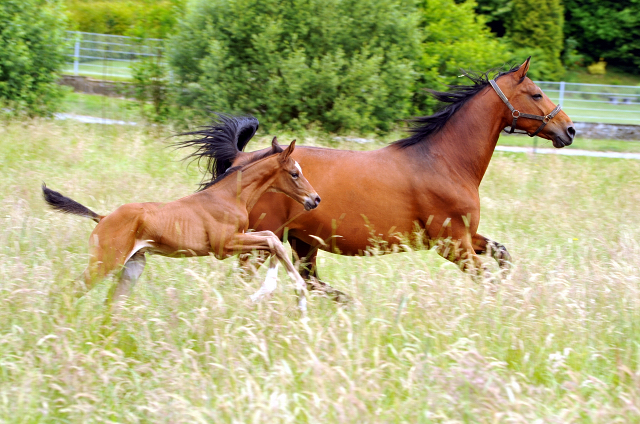 7 Tage alt - Hengstfohlen von Saint Cyr u.d. Dagmar v. Damsey - Foto: Beate Langels