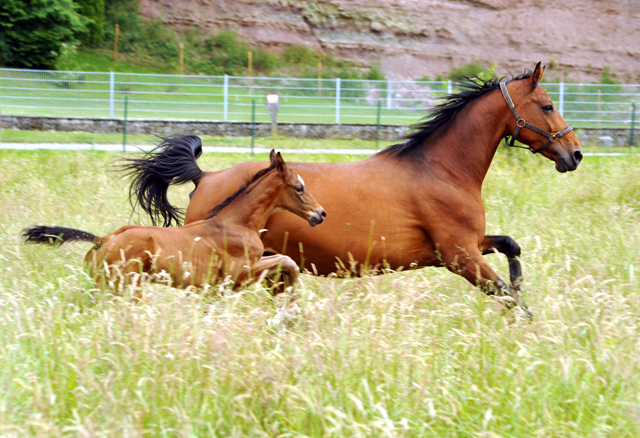 7 Tage alt - Hengstfohlen von Saint Cyr u.d. Dagmar v. Damsey - Foto: Beate Langels