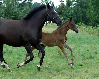 Trakehner Hengstfohlen von Summertime u.d. Schwalbenflair v. Exclusiv, Foto: Gestt Hmelschenburg Beate Langels