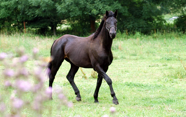 Springtime - Trakehner Hengst von Summertime u.d. Pr.A. Sankt Helena v. Alter Fritz u.d. Pr.u.St.Pr.St. Schwalbenspiel v. Exclusiv, am 12. Juli 2009