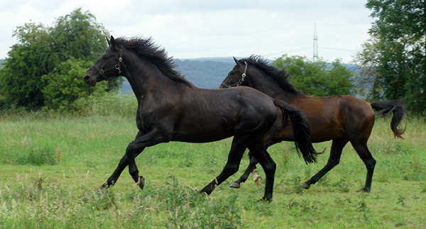 Springtime - Trakehner Hengst von Summertime u.d. Pr.A. Sankt Helena v. Alter Fritz u.d. Pr.u.St.Pr.St. Schwalbenspiel v. Exclusiv, am 12. Juli 2009